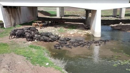 Diyarbakır'da mandaların akarsuda banyo keyfi