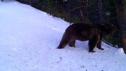 Kış uykusundan uyanan bozayıların görüntüsü fotokapan ve kameralara yansıdı