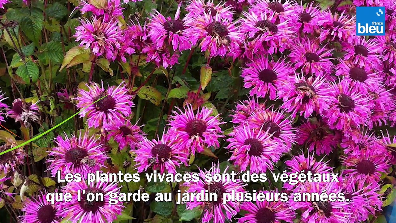 Roland Motte, jardinier : vivaces ou annuelles, quelles plantes choisir ?