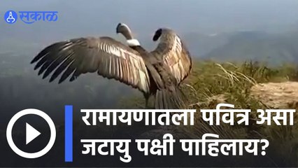 Tamilnadu | रामायणातला पवित्र असा जटायु पक्षी पाहिलाय? | Sakal |