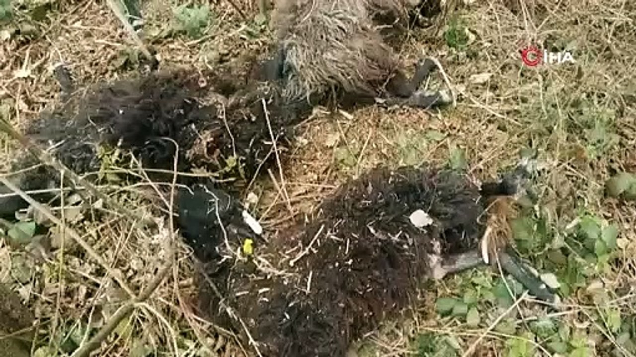 Önce bir koyun sonra sürünün tamamı atladı, 45...