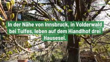 Die Hausesel vom Hiandlhof in Volderwald