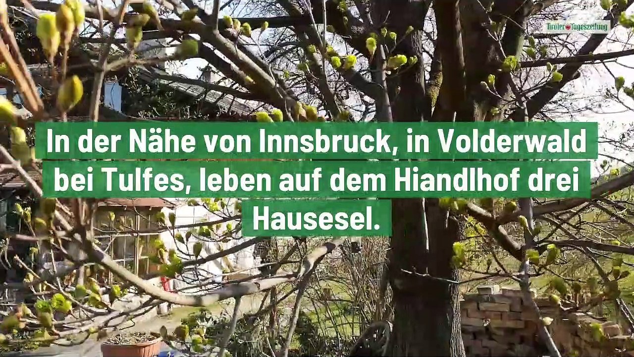 Die Hausesel vom Hiandlhof in Volderwald