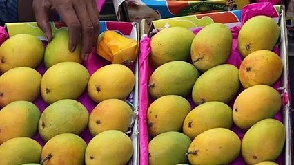 कोकणातल्या 'हापूस'ला पुण्याच्या 'शिवनेरी'ची टक्कर; 'या' भागात होतंय उत्पन्न