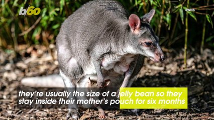 Watch the Moment a Rare 'Miniature Kangaroo' Peeked Its Head Out of His Mom’s Pouch for the First Time