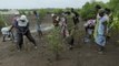 Villagers replant mangrove trees to rehabilitate Kenyan river