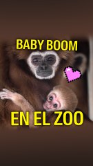 Zoológico de Skopje vive "baby boom" tras nacimiento de más de 30 crías