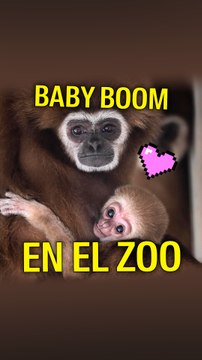 Zoológico de Skopje vive baby boom tras nacimiento de más de 30 crías