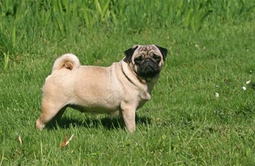 Allevamento Selettivo: ecco perchè i cani imitano le espressioni umane