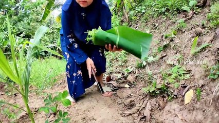 TUMIS TANAMAN LIAR, LALAPAN, TUMIS SIRIH CINA, YANG NIKMAT