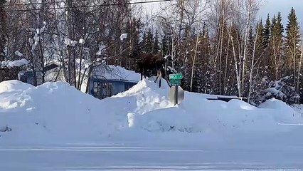 Moose Feasts From Top of Snow Hill