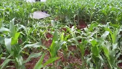 Caminhonete fica destruída em capotamento na rodovia PR-180