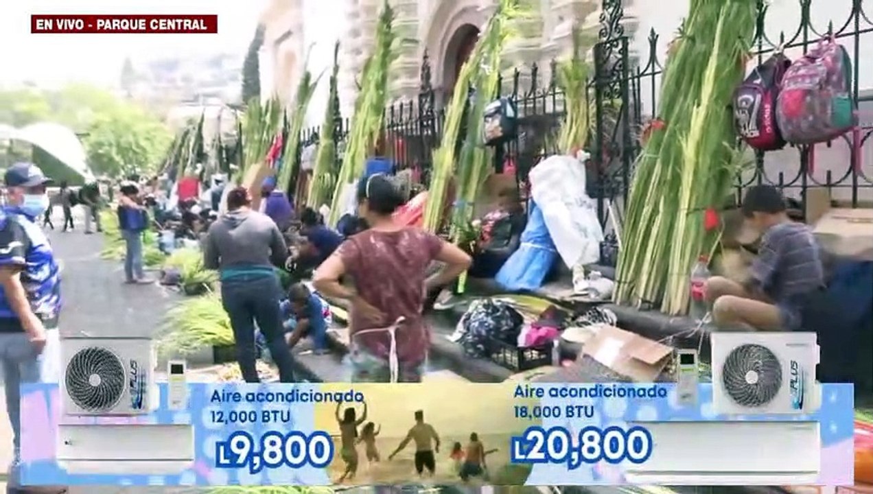 Listos frente a la Catedral “San Miguel Arcángel” los Ramos de Olivo, para este Domingo de Ramos