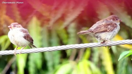 Common Sparrow - A Daily Visitors