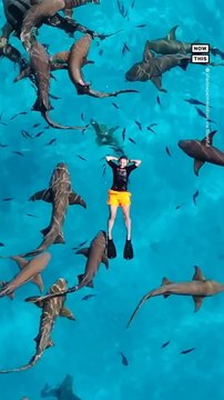 Swimmer Peacefully Floats Above School of Sharks in Maldives