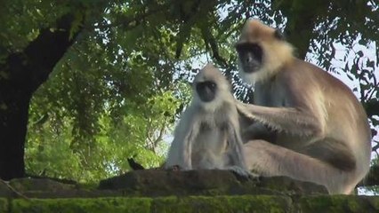 Gala.Fr - Reportage au Sri Lanka, sur le nouveau Disney "Au Royaume des singes"