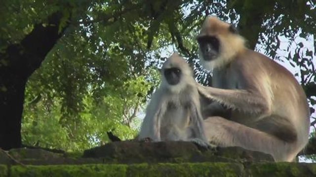 Gala.Fr - Reportage au Sri Lanka, sur le nouveau Disney Au Royaume des singes