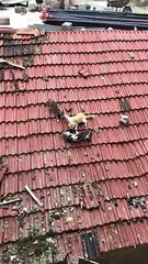 Cats  Can't Share Pigeon Prize