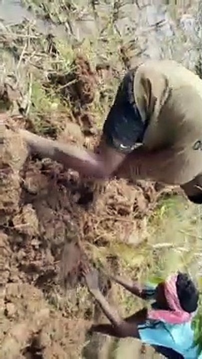 Rat Hunting #hunting