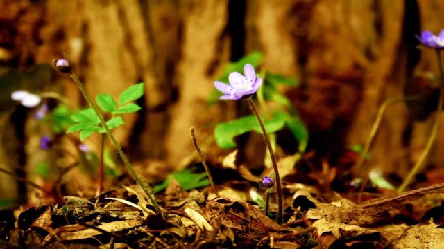 Pourquoi les hommes ont-ils une barbe ?