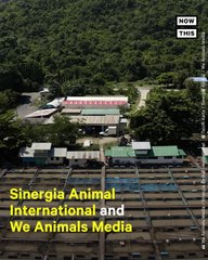 Factory Farms' Inadequate Conditions Cause Tilapia to Suffer