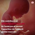 CAM - Tout savoir sur la testostérone.