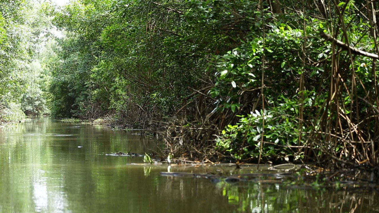 Martinique : au cœur de la mangrove, ceinture de protection de l’île [GEO 360°]