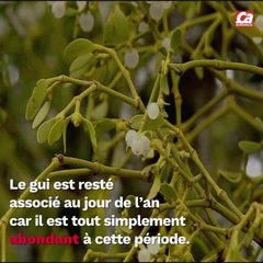 CAM - D'où vient la tradition du gui du Nouvel An ?