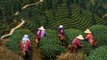 Le nouvel âge d'or du thé en Chine [GEO]