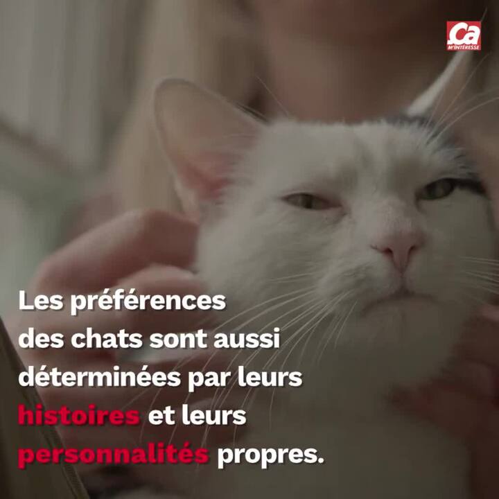 Les chats s'attachent à leur maître comme un bébé à ses parents