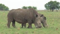 Afsud: fin des enchères controversées de cornes de rhinocéros