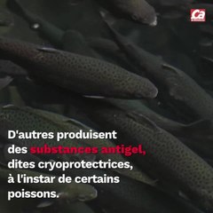 CAM - Comment les animaux peuvent survivre à l'hiver ?