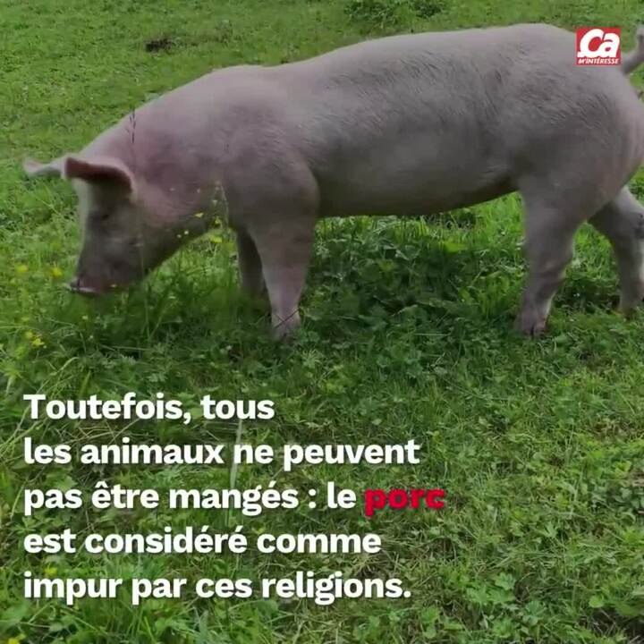 CAM Quelle est la différence entre halal et casher ? Vidéo Dailymotion