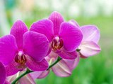 Comment rempoter ses orchidées ?