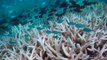 Grande Barrière de corail : les ravages du blanchissement [GEO]
