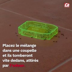 CAM - Comment se débarrasser des moucherons ?