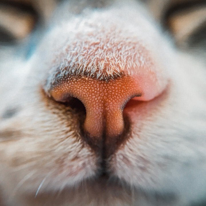 Comment Calculer L Age Humain D Un Chat Ca M Interesse