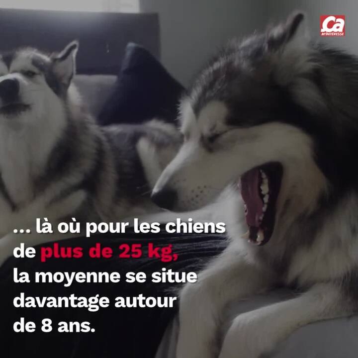 CAM - Combien de temps vit un chien ?