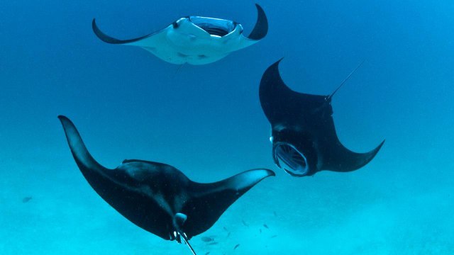 La grâce des raies manta