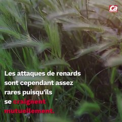 CAM - Quel animal peut tuer un chat ?