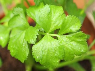 Comment faire pousser du persil en pot ?