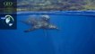 Biophonie : chant des baleines à bosse dans l'archipel d'Hawaï [GEO]