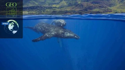 Biophonie : chant des baleines à bosse dans l'archipel d'Hawaï [GEO]