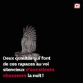 CAM - Quelle est la différence entre une chouette et un hibou ?