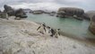 Afrique du Sud : avec les manchots du Cap à Boulders Beach [GEO]