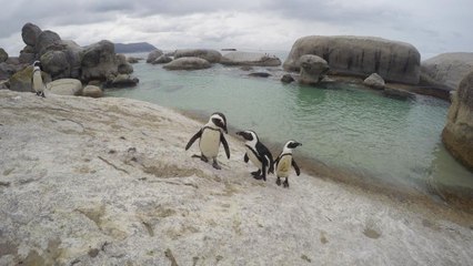 Afrique du Sud : avec les manchots du Cap à Boulders Beach [GEO]