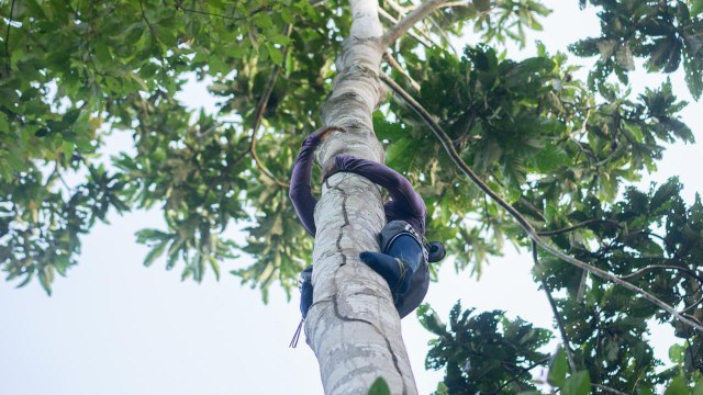 Amazonie : la cueillette du wituk, un sport (très) périlleux [GEO]