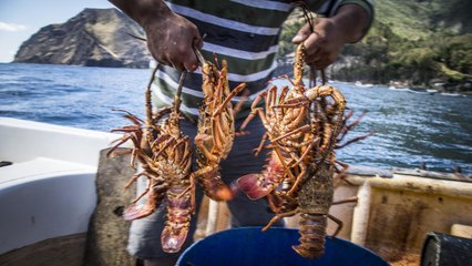 La pêche à la langouste sur l'île Robinson Crusoé [GEO]