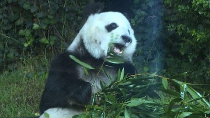 Mexique: les deux plus vieux pandas en dehors de Chine