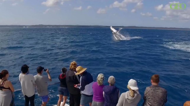 Quand des baleines à bosse se donnent en spectacle [GEO]